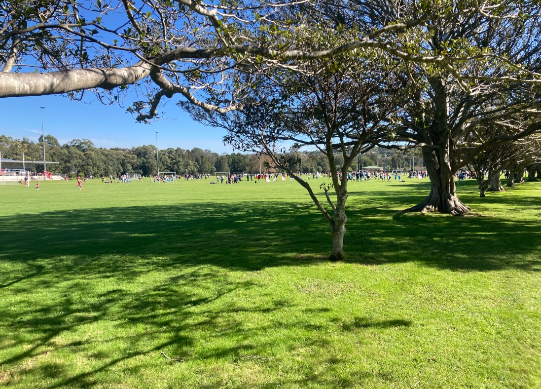 Trees lining a football field with children and parents in the distance